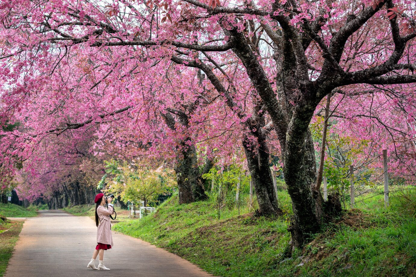 Best Spots to See Japan’s Cherry Blossom