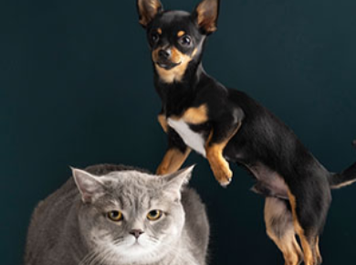Pet Furtect Pet Insurance
